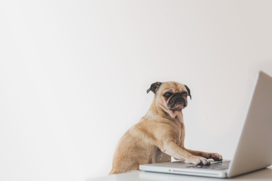 business-pug-working-on-laptop   by くるみさん 925 x 617