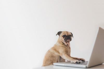 business-pug-working-on-laptop by くるみさん